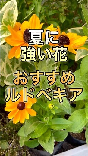 夏に強い花！おすすめルドベキア5種一気見せ✨#ルドベキア#ルドベキア育て方#ガーデニング#園芸#gardening#たいやきのガーデニング #花壇#プランター栽培 #たいやきのガーデニング