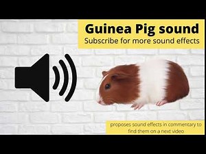 FREE Guinea Pig Sound Effect