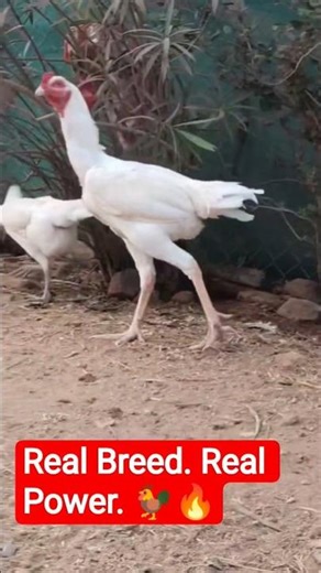 Real Breed. Real Power. 🐓🔥