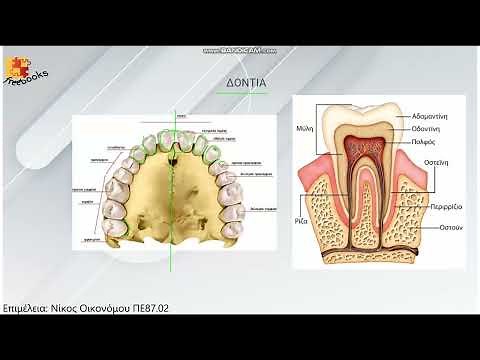 Πεπτικό σύστημα 1ο μέρος Ανατομία Γ΄ Επαλ