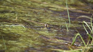 5.8K views · 124 reactions | Take a moment and relax to the soothing song of the western chorus frog.  These talented singers can be found throughout the state. Their melodies are typically heard in the spring or after a rainfall. Special thanks to Naturalist Amber for the video. | Minnesota State Parks and Trails | Facebook