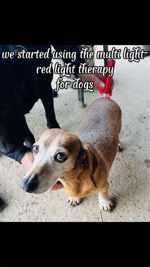 From Can’t Walk to Running Again 🐾✨ IVDD Dachshund Transformation!
