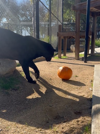 Monterey Zoo & Vision Quest on Reels