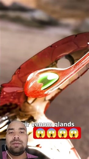 What Makes BLACK Cobra Snakes So Deadly? shorts