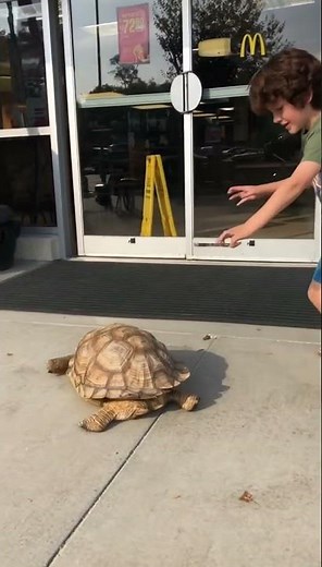 Boy Helps a Turtle Flip Over 🐢❤️ Kindness Still Exists #shorts