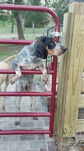 Bluetick Coonhound howls after smelling the neighbor's cat