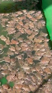 #frogs 🐸 #animal #nature #wildlife