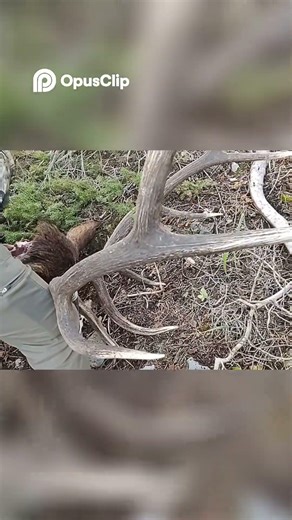 MASSIVE Antlers STUN Friends! You Won't Believe This Bull! #shorts #elkhunting #fyp