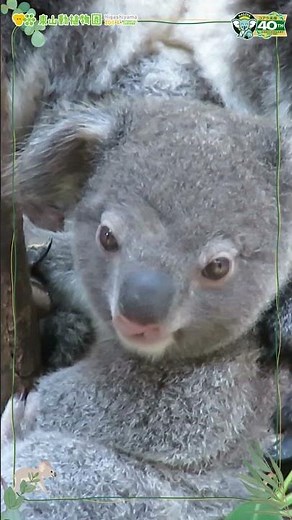 【東山動植物園公式】コアラのりんと赤ちゃん(2024.6.30撮影)《 コアラ 》 #short