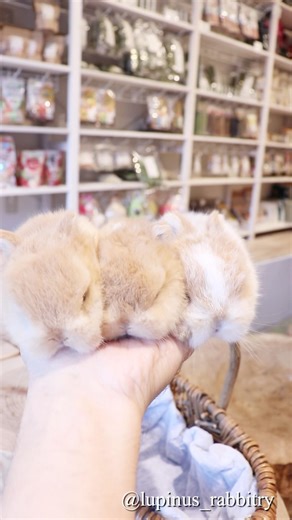 こんなに小さいの!? 3羽まとめて片手に🐇💗