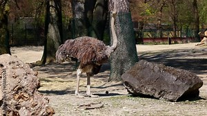 The common ostrich, Struthio camelus, or simply ostrich, is a species of large flightless bird native to Africa. It is one of two extant species of ostriches
