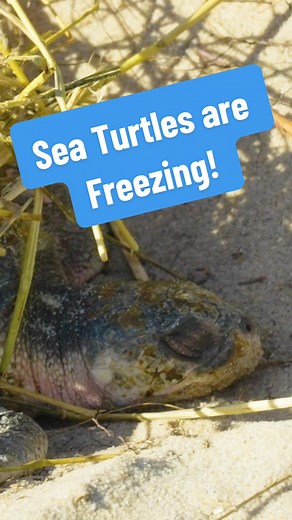 Sea Turtle Rescue: Cape Cod's Cold Crisis