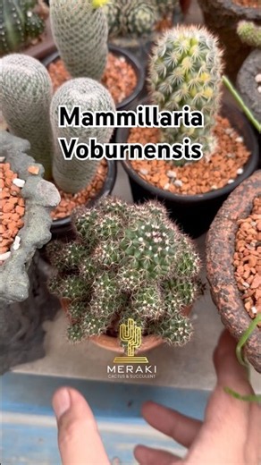 Cactus repotting Mammillaria Voburnensis🌵#cactusgarden #cactus #succulent #Mammillaria #gardening