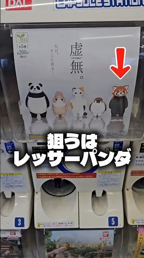 200円の虚無ガチャでレッサーパンダをゲットしたい50代サラリーマン #shorts #ガチャガチャ #japan #虚無