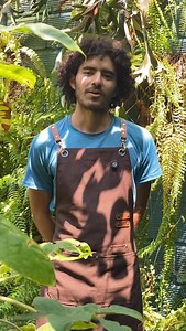 Los helechos son plantas que se reproducen por esporas y no por flores ni semillas. Su crecimiento es muy característico: las frondas nuevas aparecen enrolladas en espiral (vernación circinada) y se van desenrollando poco a poco 🌿 Son plantas muy agradecidas en casa y existen muchísimas especies, desde helechos cuerno hasta helechos arbóreos. Encuéntralos todos en Sembramos.com.co y aquí te dejamos algunos tips para mantenerlos verdes y saludables. 💚 | Sembramos Amor Por Las Plantas