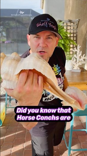 Did you know? The Horse Conch is more than just beautiful - it’s a carnivorous predator!