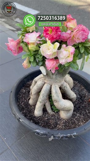 Buy Thailand Imported Maya Adenium Variety Online 🌸 Rare Desert Rose Sale 🪴 #adenium #desertrose