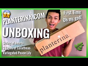 First Time Planterina.com Unboxing!🌿I bought 5 House Plants from Planterina! Planterina Plant Haul!