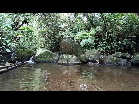 Calm Tropical Forest River 🌊 Reduce Mental Noise, Improve Concentration