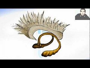 Corpus callosum Brain Ventricles and hippocampus anatomy