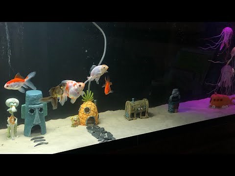 SpongeBob SquarePants Themed Fish Tank with Fancy Goldfish!