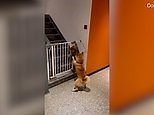 Dog in China sabotages cat's attempt to climb over gate