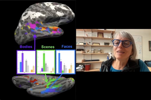 A Tour of the Human Brain