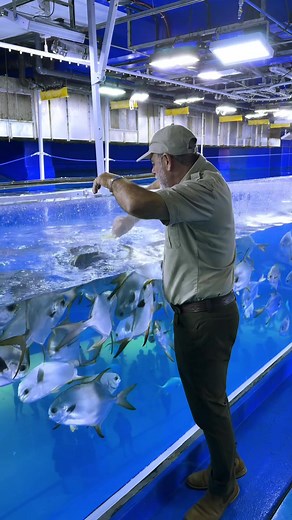 National Aquarium Abu Dhabi: Fish Feeding & Crocodile Encounter