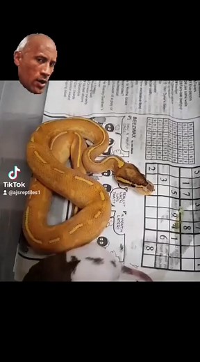 Beautiful orange Ball python #fyp #FastTwitchContest #snake