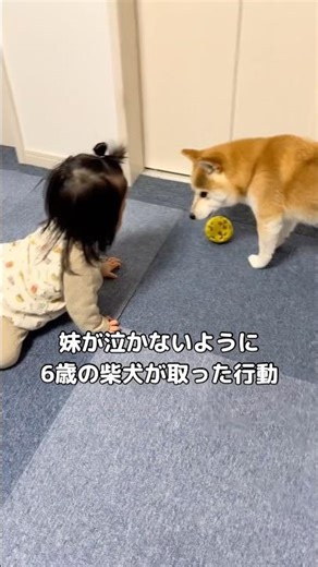 My sister wants to borrow my ball and my kind-hearted Shiba Inu #ShibaInu #LifeWithShibaInu #shorts