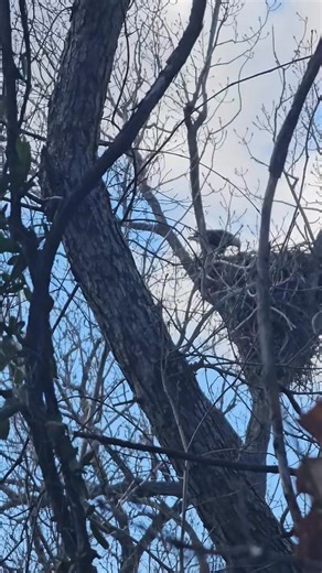 Oklahoma Ornithological Society | There was a baby in the Eagles nest today | Facebook