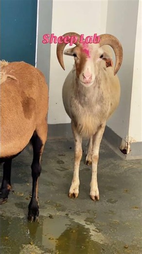 Inside the Sheep Lab at Ross Vet | Celebrating Food Animal Safety Week