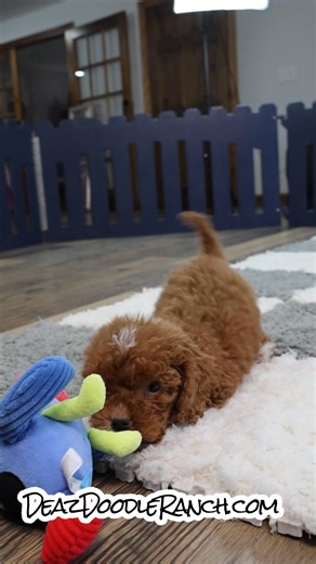 DDR Deaz Doodle Ranch on Reels