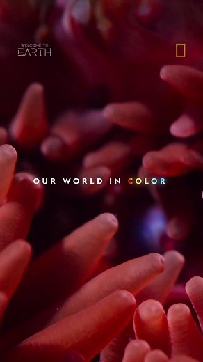 While they can transform tidepools into peaceful glowing gardens, sea anemones are secretly underwater warriors. Catch a glimpse into their colorful lives 👀 | National Geographic TV