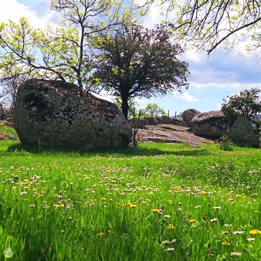 🌳 Positive morning energy, healing forest sounds on a spring morning #nature #goodmorning #spring