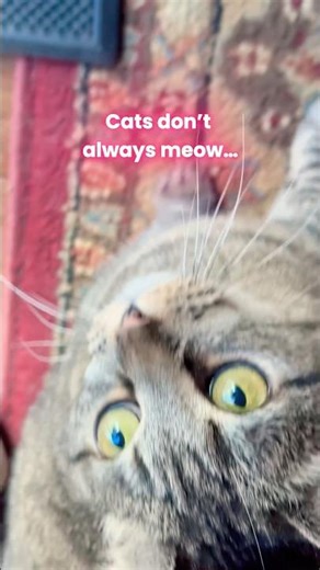 That Little Cat Trill 🐱 #catshorts #cutecat #catgreeting #catbehavior #catlover #kitty #trill