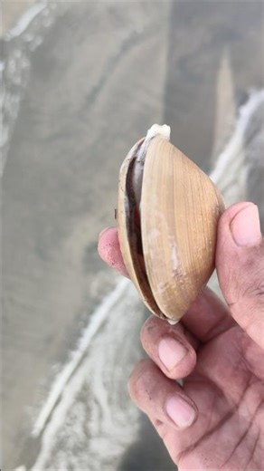 Seashell at the beach #seashell #shell #beachtreasures #shorts