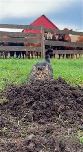 Found You: Cat vs Gopher｜見つけた！猫とひょっこりジリス｜찾았다! 고양이 vs 고퍼 #cats #peekaboo #funny
