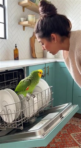 Parrot Takes Shower in Dishwasher! #ParrotShower #FunnyParrot #PetFails #BirdsOfTikTok #ParrotLife