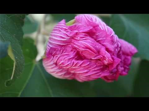 Confederate Rose Story