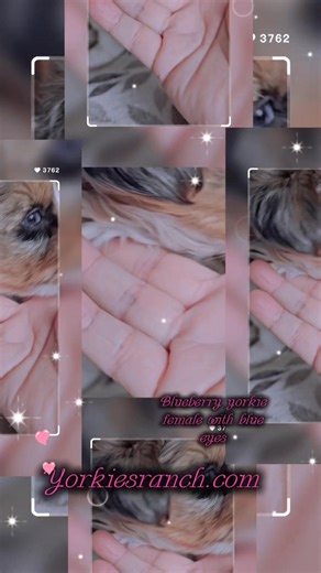 🐶 Blueberry Yorkie (Parti Merle) – Educational Description A Blueberry Yorkie is a parti merle Yorkshire Terrier characterized by a predominantly white coat with lighter silver merle areas and fine dark speckling within the merle pattern. This expression is typically lighter rather than heavy or dark. In parti merle Yorkshire Terriers, the overall merle pattern and color placement typically remain stable through adulthood, though coat texture and shade clarity may continue to mature with age. T