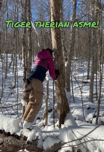 Tiger ASMR: Discover the Territory of Tigers