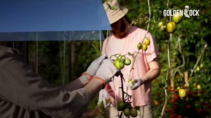 Heavy Duty 200 lbs Strong Polypropylene Tomato Twine, Garden Plant Tie String, Greenhouse Trellis Twine, Durable PP Tying Twine for Bundling, Packaging, Gardening, Farming (White/Green), 295FT