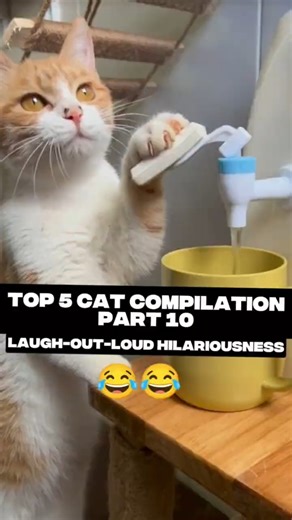 Top 5 Cat Compilation 2025 😂 Try Not To Laugh - Part 10 #funny #funnycats #funnymoments
