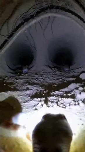 POV: Snake Enters Secret Tunnel 😱 Arabian Sand Boa (Eryx jayakari) Real Footage!