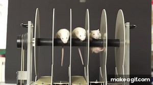 Rotarod test on Make a GIF