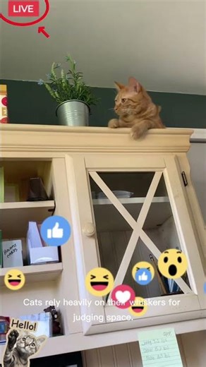 Clumsy Cats Bloopers#cat #cat #funny #animalfunnymoments #animals #cute #kitten #bloopers #shorts