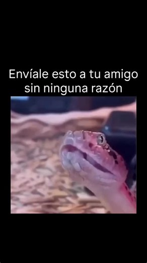@loquesientoyoo on Instagram: "Envía esto a tu amigo sin ninguna razón. Sin contexto, sin explicación, solo pura confusión entregada directamente a su teléfono. Deja que lo miren fijamente, cuestionen tus intenciones y se pregunten si es una advertencia, una broma o una amenaza que nunca aclararás. A veces los mejores mensajes son los que hacen que la gente se sienta incómoda sin ninguna razón. Y el tema es la serpiente de cascabel de espalda de diamante oriental, una víbora de pozo venenosa nat