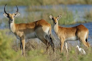 Lechwe - Alchetron, The Free Social Encyclopedia