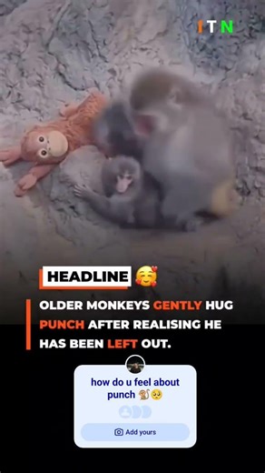 Older monkey GENTLY Hug punch🐒🥺 after realising he has been left out